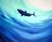 Deep Pacific Sharks