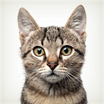 коты