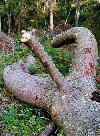 Дзюба Артём