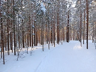 Про лыжи