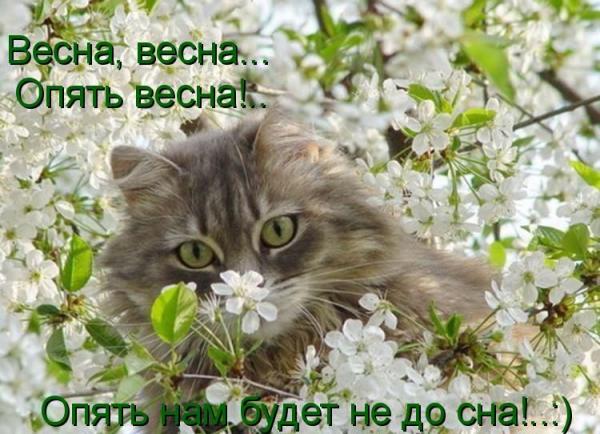 коты