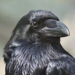 Corvynus, Corvynus