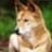 _Wilddog