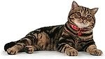 котейка, котейка