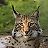 Lynx_x