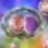 Chlamydia trachomatis