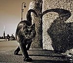 Светлана Икс, Светлана Икс