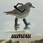 foggie, foggie