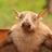Николай Мамонтов