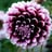 dahlia