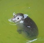 polyavelya, polyavelya
