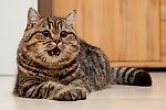 Котэ Барон, Котэ Барон