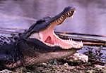 croco style, croco style