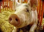 Pig Bro Bear (pig brother), Pig Bro Bear (pig brother)