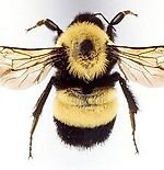 Bombus Perplexus, Bombus Perplexus