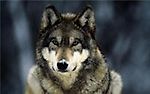 OldWolf, OldWolf