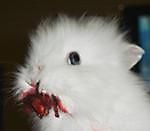 MOUSE, MOUSE