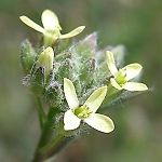 Camelina, Camelina