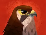 Falcon_1116142713, Falcon_1116142713