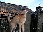 Natt33@mail.ru, Natt33@mail.ru