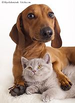 Кошка и собака Шведа, Кошка и собака Шведа