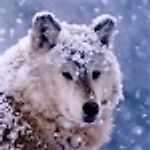 telegram, telegram