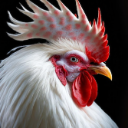 Кирюша 🐓