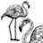 II Flamingo
