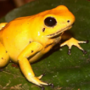 Phyllobates terriblis