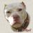 PIT-BUL