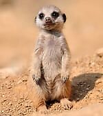 Сурикат, Сурикат