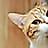 Meowow