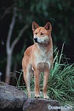 Dingo, Dingo