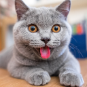 Жирный КОТ