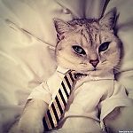 Добрый Кот!, Добрый Кот!