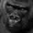 Funny BaNani
