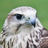 FALCON!