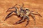 Spider_7, Spider_7